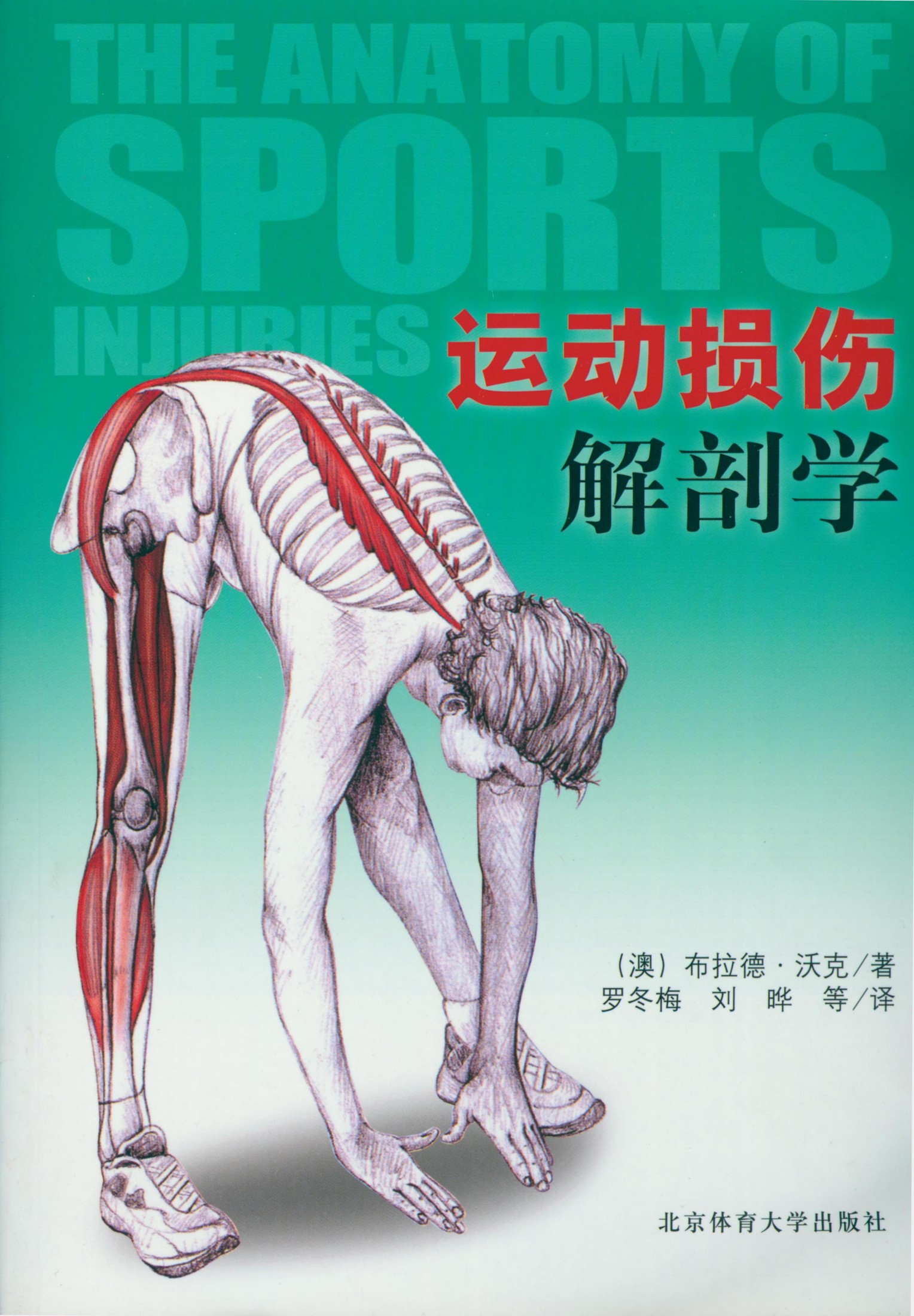 运动损伤解剖学