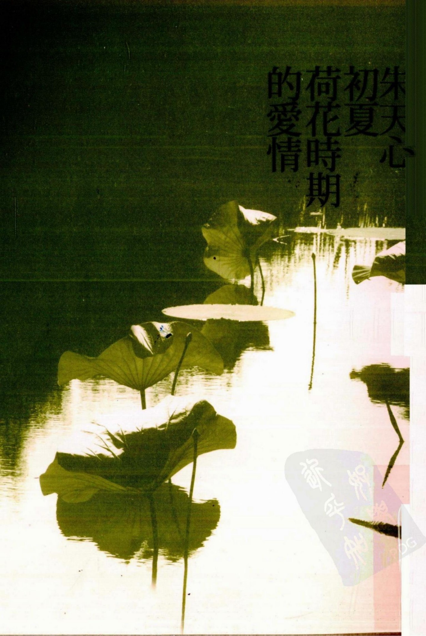 初夏荷花时期的爱情