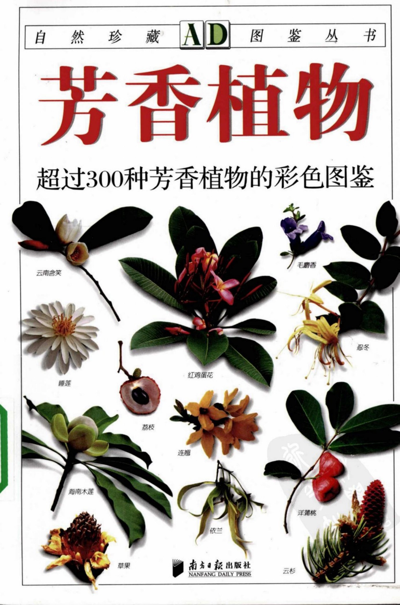 芳香植物：超过300种芳香植物的彩色图鉴