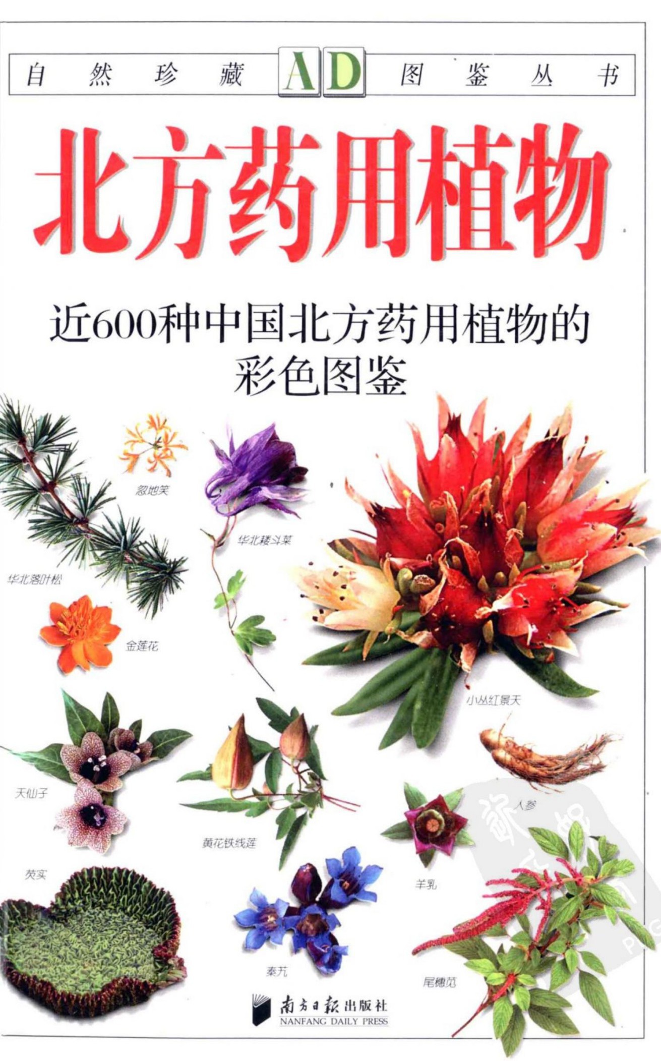 北方药用植物：近600种中国北方药物植物的彩色图鉴
